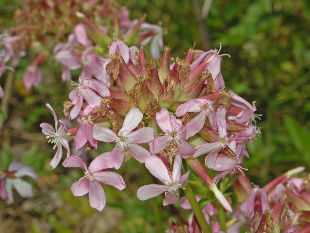 Saponaria officinalis